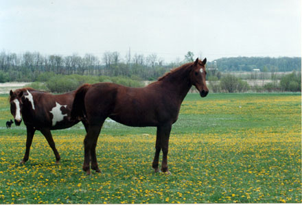 haflinger haflingers dressage ahr dorset dorsets sheep lamb lambs chickens plymouth rock rocks columbian barred silver penciled honeybees honey bees nucs german shepherds border collies michigan akc abca lesperance glaurung mi ohio oh
